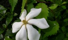 栀子花山的科莱雅_700字