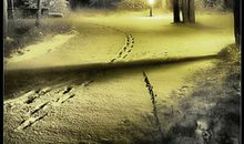 雪落无声是寂寞