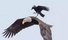 乌鸦的报复_350字