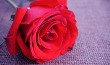 我不是悲伤的花朵_1000字