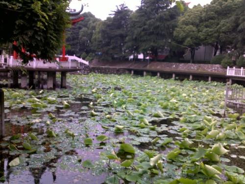 荒地中的绿色