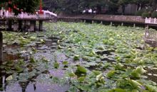 荒土中的那抹绿