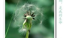 我是一颗蒲公英的种子