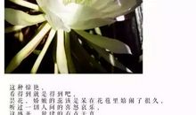 描写昙花的作文