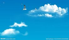 我是一只不离群的飞鸟_1500字