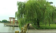 校园里的柳树_550字