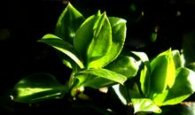 希望的春天_1200字