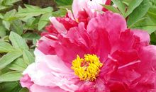 我最喜欢牡丹花