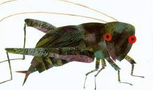 我给小蟋蟀洗澡_550字