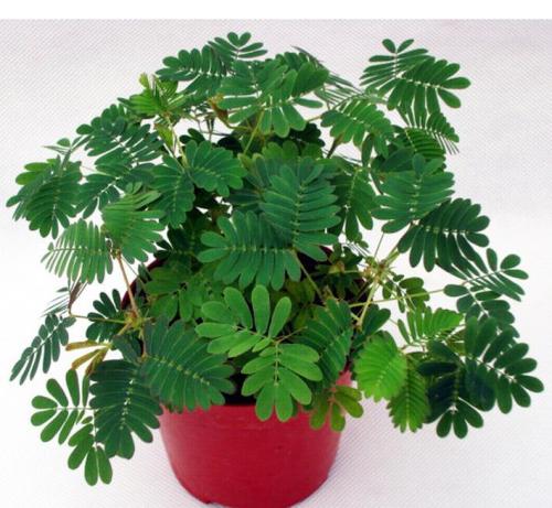含羞草