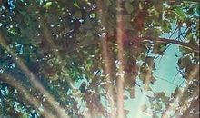 拥抱阳光_1200字