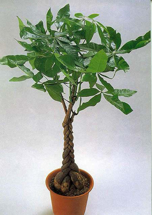 我的植物朋友发财树
