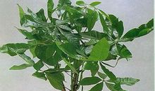 我的植物朋友发财树