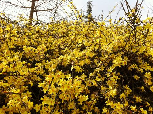 赞美冬季茉莉花