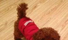 狗的控诉_1500字