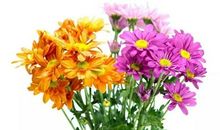 听这美妙的声音