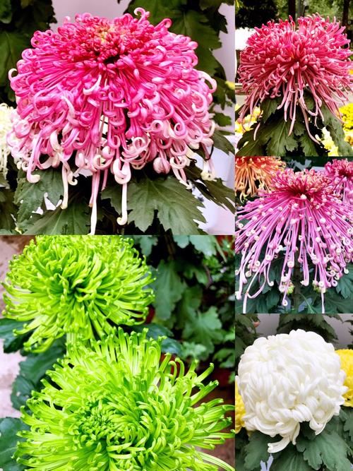 我喜欢菊花