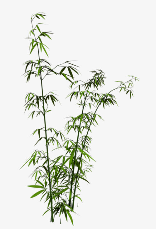 竹