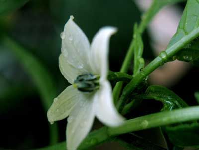 夜薰衣草_400个单词