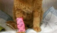 假如生命还剩三天