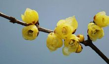 腊梅花