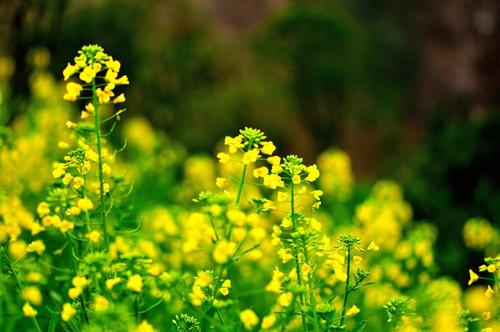 春天的油菜花