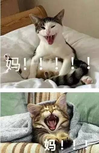 我的“动物”妈妈