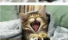 我的“动物”老妈