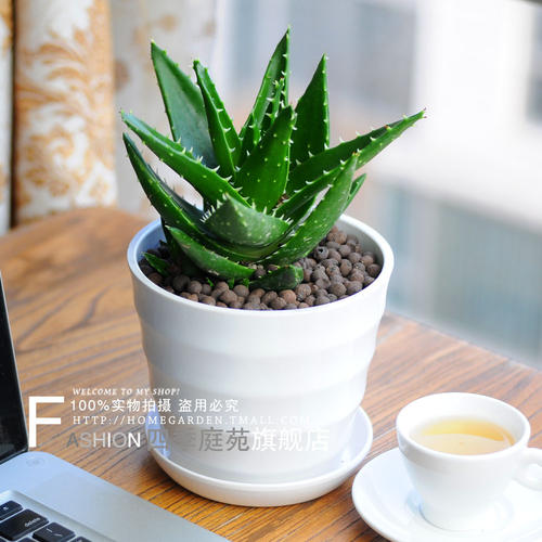我的植物朋友芦荟