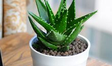 我的植物朋友芦荟