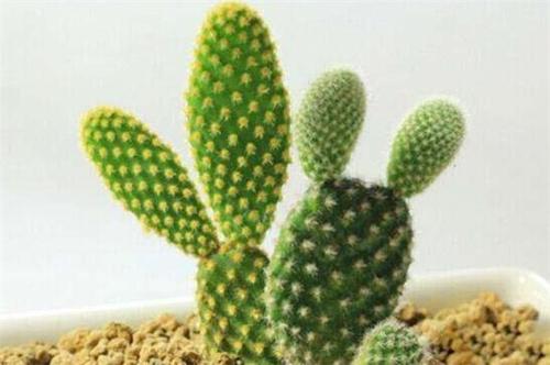 我的植物朋友仙人掌