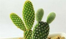 我的植物朋友仙人掌