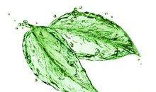 绿叶，绿树，绿_800字