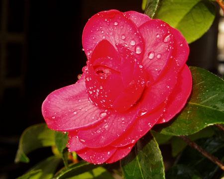 [PK赛]儿童节作文：花艺比赛_450字