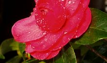 [PK赛]关于六一儿童节的作文：种花比赛_450字