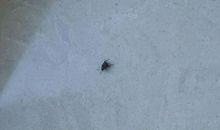 小飞虫也来看报纸_300字