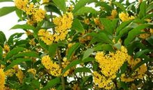 那一缕桂花的香