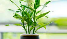 我的植物朋友富贵竹