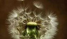 蒲公英该去哪儿