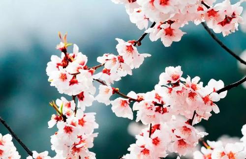 春天桃花开