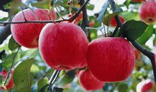 顿悟者冥思_550字