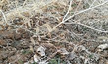 土壤的大地_800字