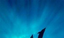 物是人非为何事事休？_550字