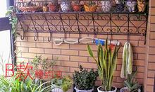 我家阳台的绿萝