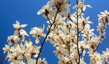 生命中的玉兰树_1500字