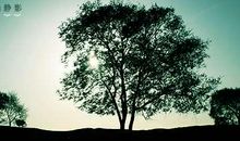 假如我是一颗大树