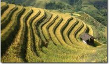 田间的两个身影