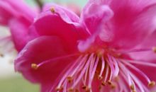 假如我是一朵梅花