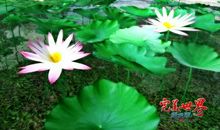 美丽的荷花池（李云洁）_250字