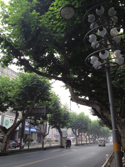 无花果树_400个单词
